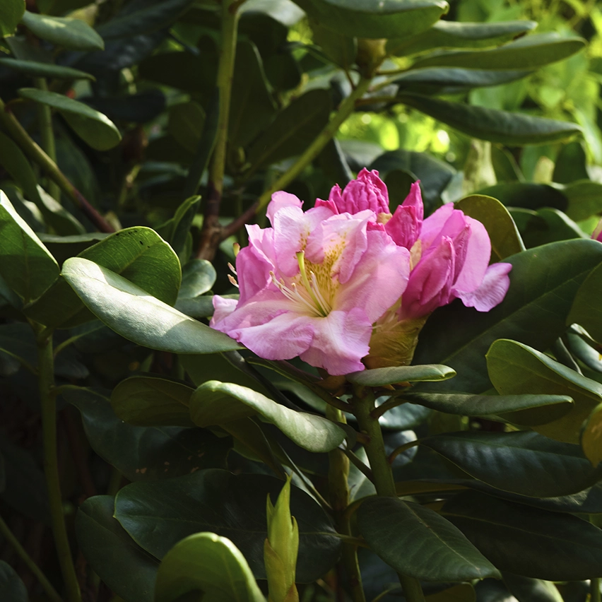 特寫米蘭大教堂廣場花壇，其煥新裝飾由 ZEGNA 呈獻。