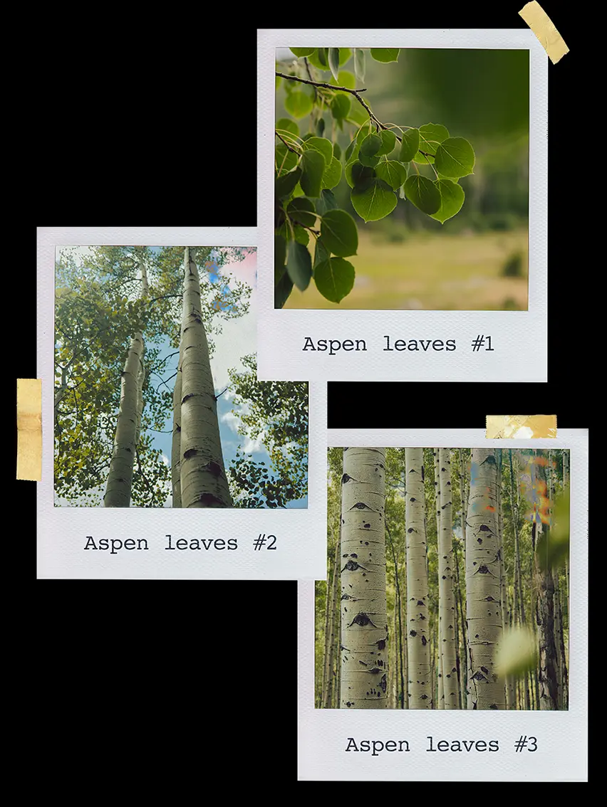 Visual storytelling inspired by nature and the Aspen landscape, part of ZEGNA’s environmental project.