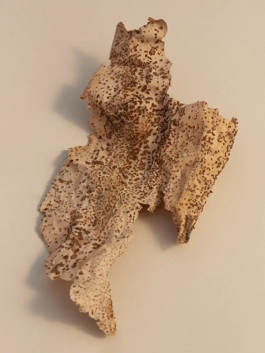 Close up of natural elements.