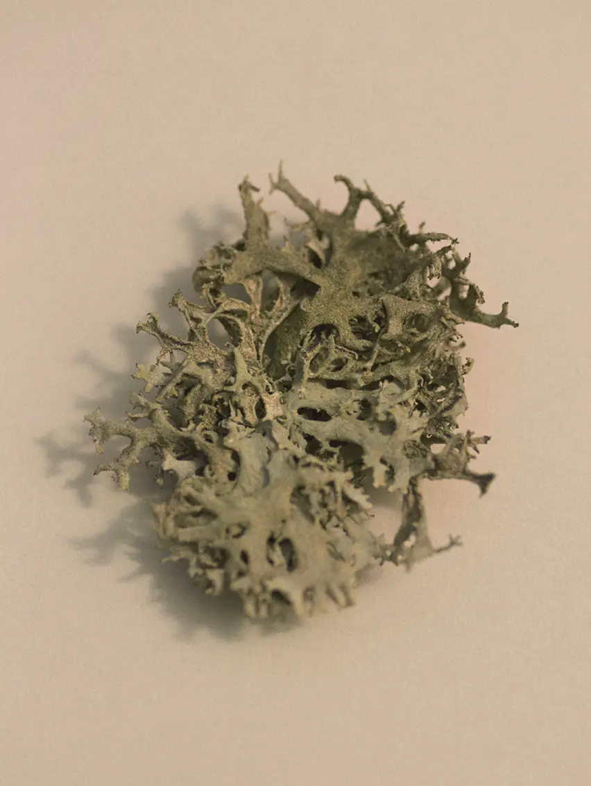 Close up of natural elements.