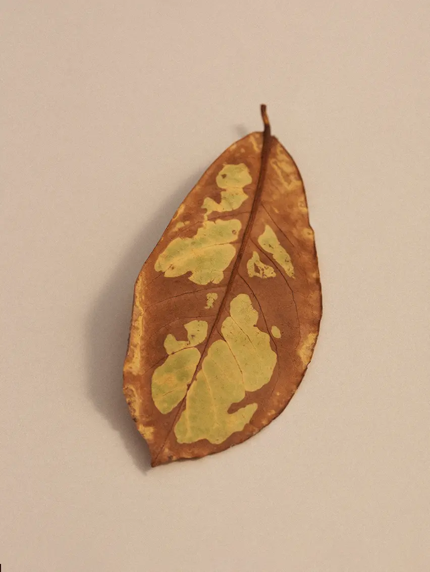 Brown autumn leaf with natural green patterns from Oasi Zegna.