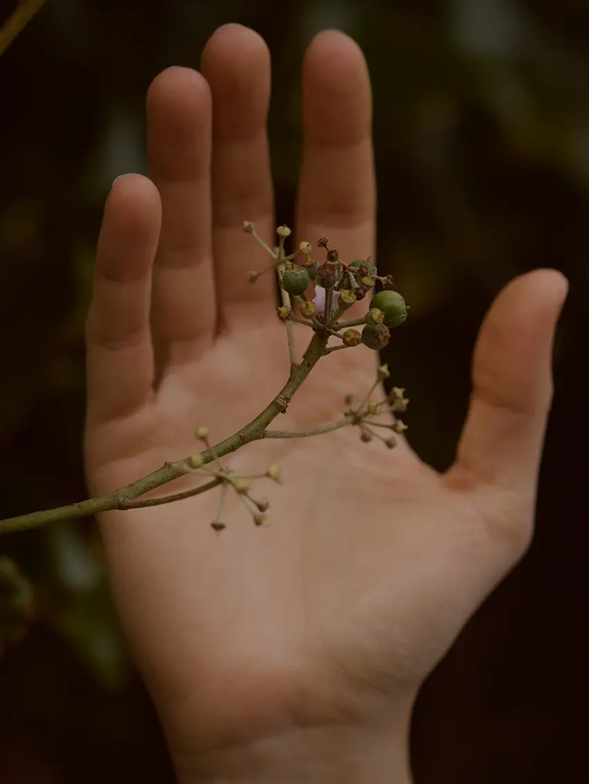 Hand gently holding a delicate forest branch in Oasi Zegna.