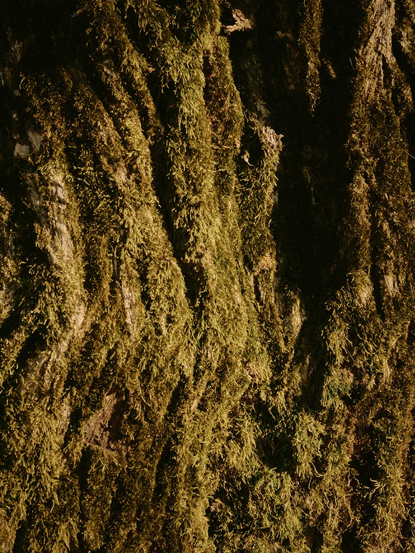 Close-up of moss growing on tree bark in the forests of Oasi Zegna.
