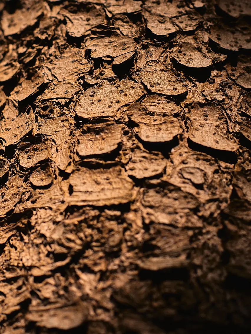 Detailed texture of layered tree bark from Oasi Zegna woodland.