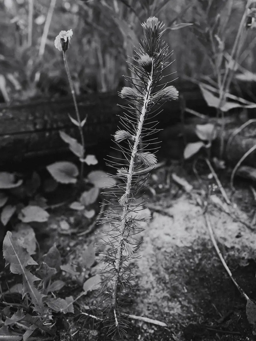 Black-and-white close-up of a young tree growing on the forest floor.