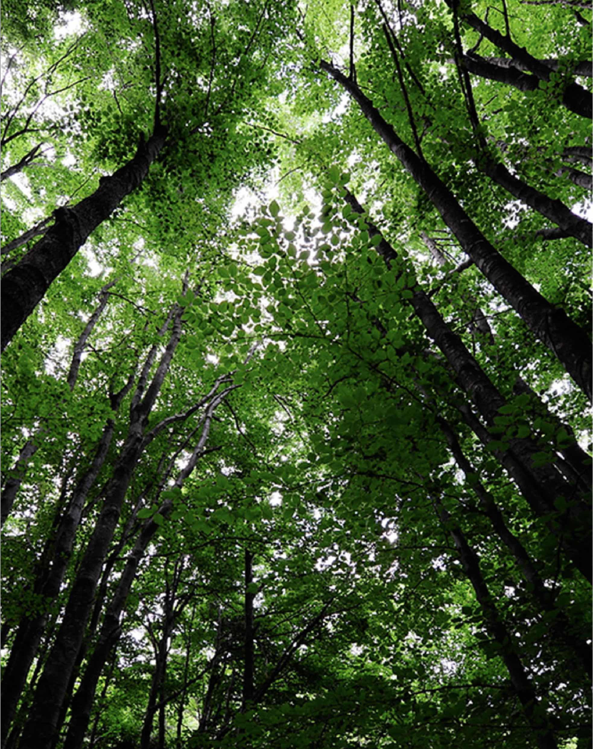 Plant your legacy - Zegna Forest project
