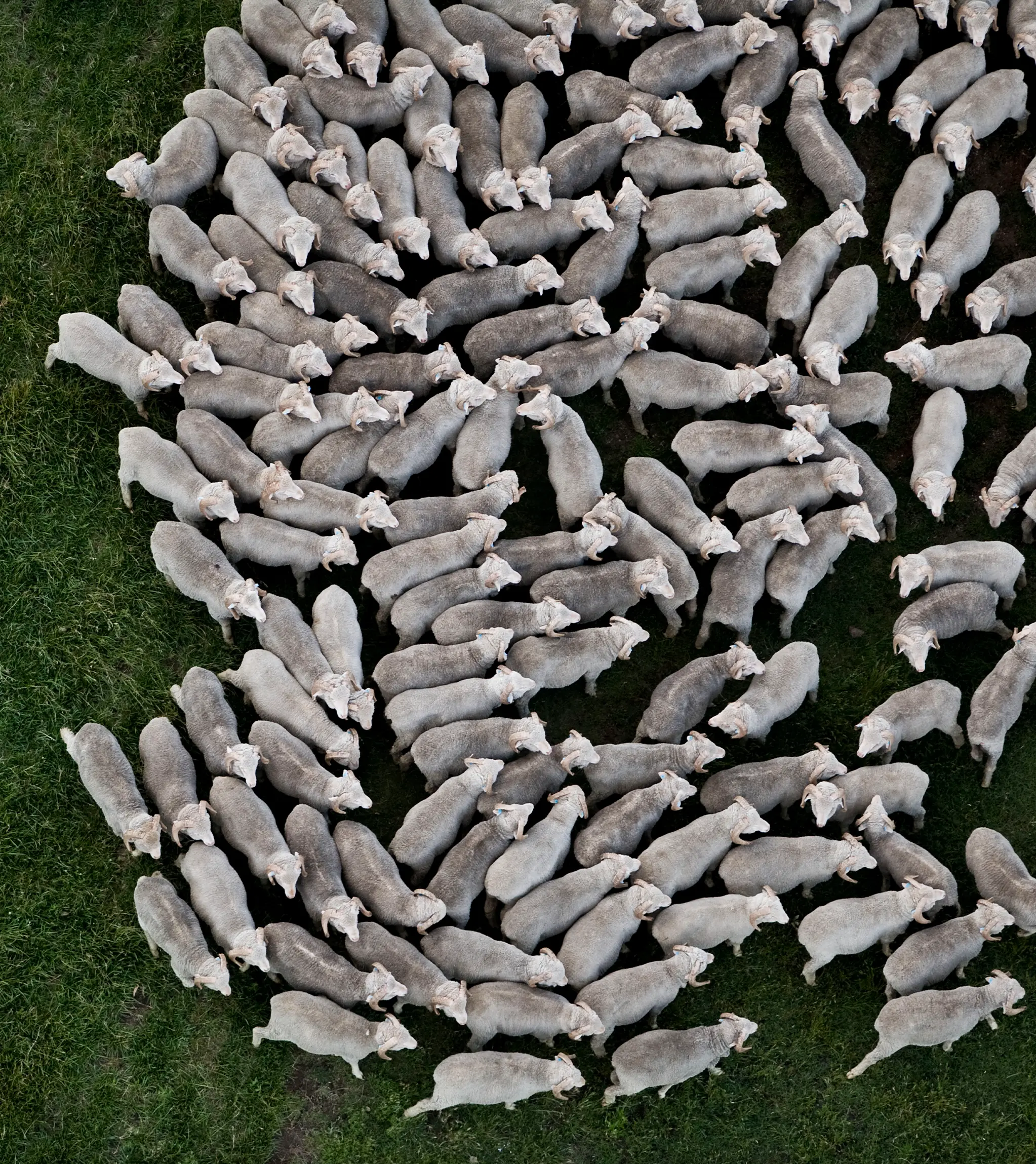 A flock of sheep in a green field.