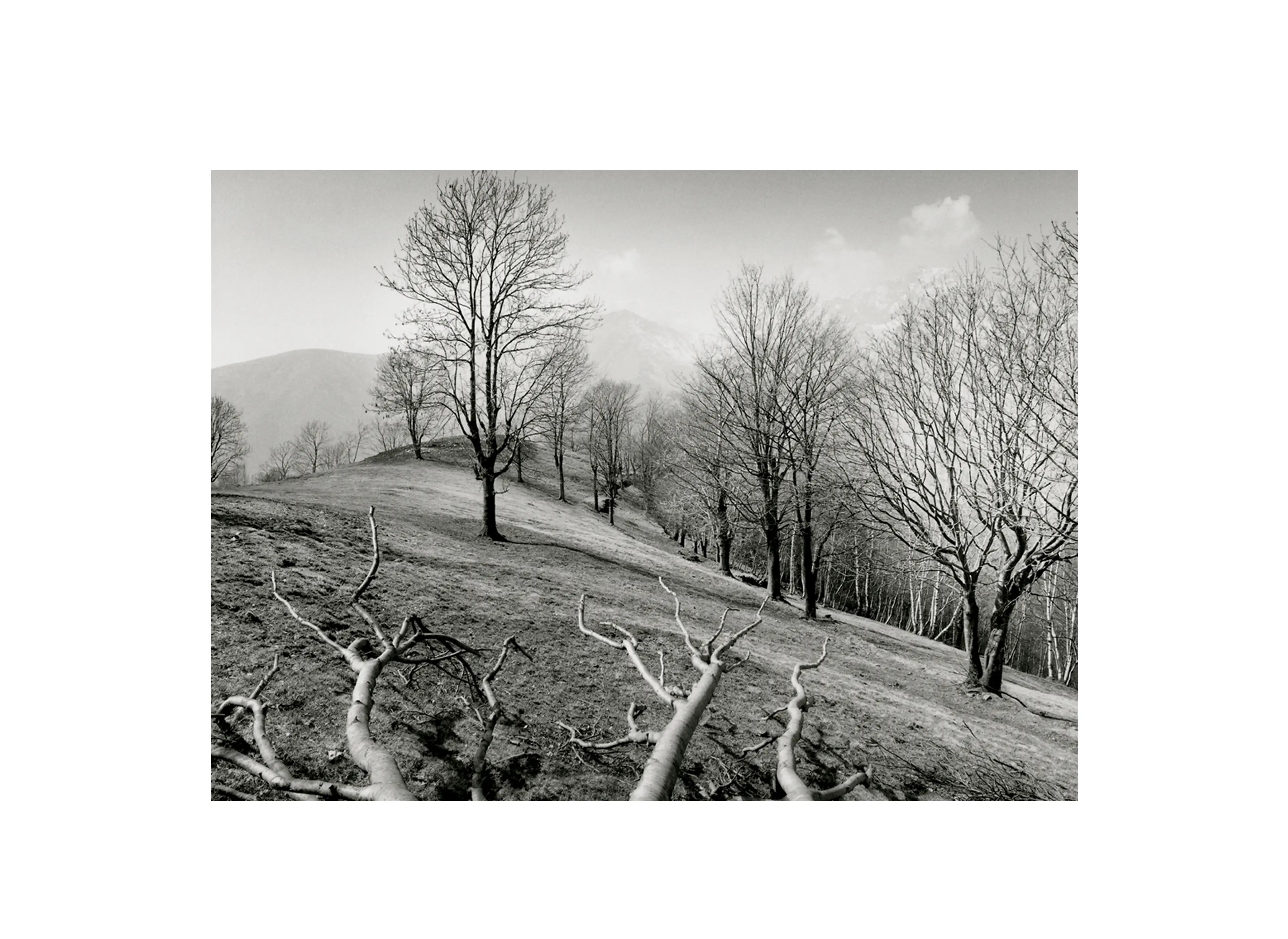 Photographic artwork displayed at ZEGNA HQ showing a stylized forest landscape.