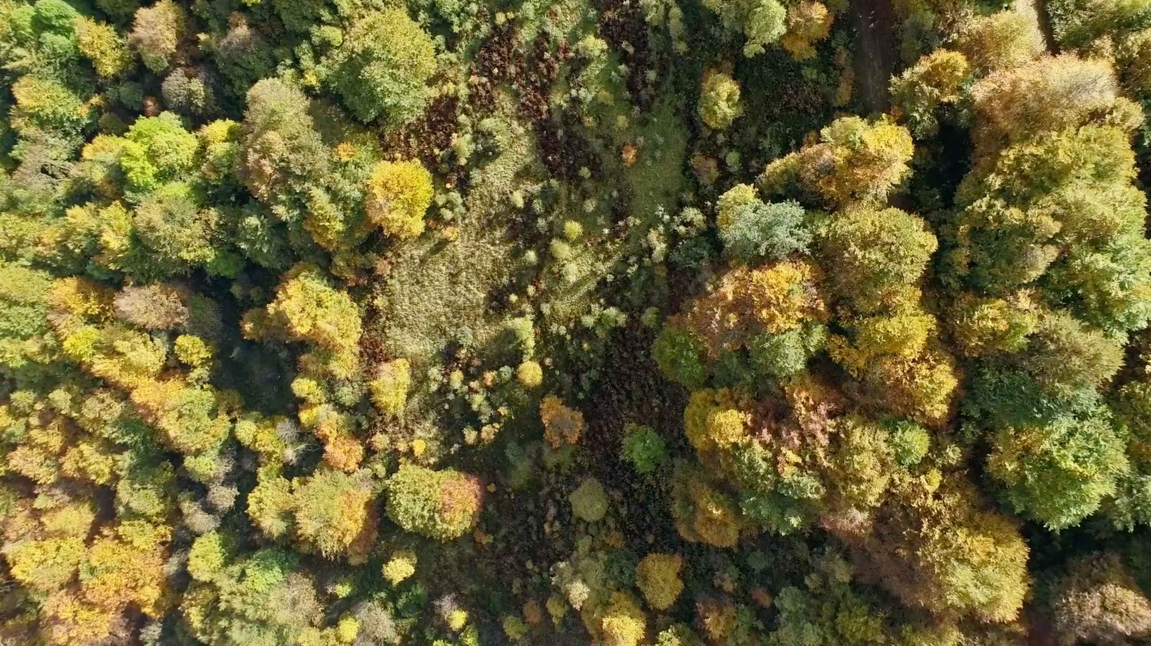 Plant your legacy - Zegna Forest project