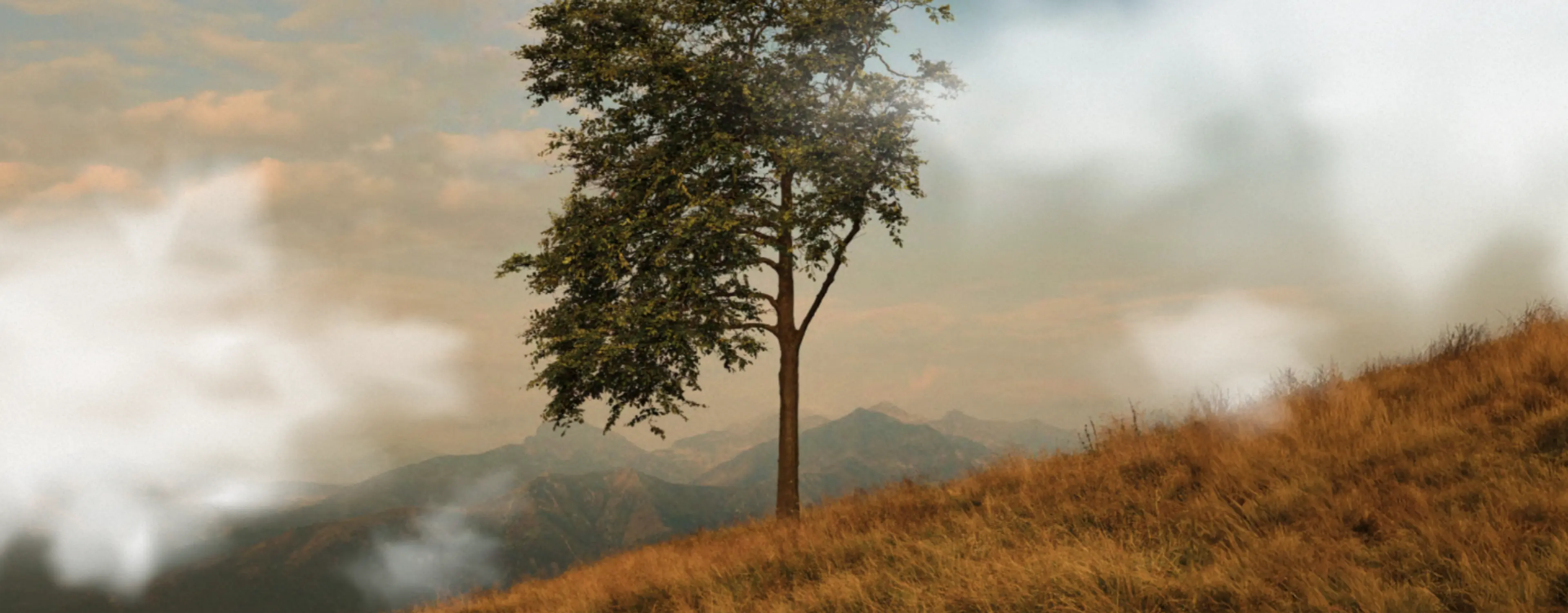 A solitary tree standing on top of a hill surrounded by clouds.