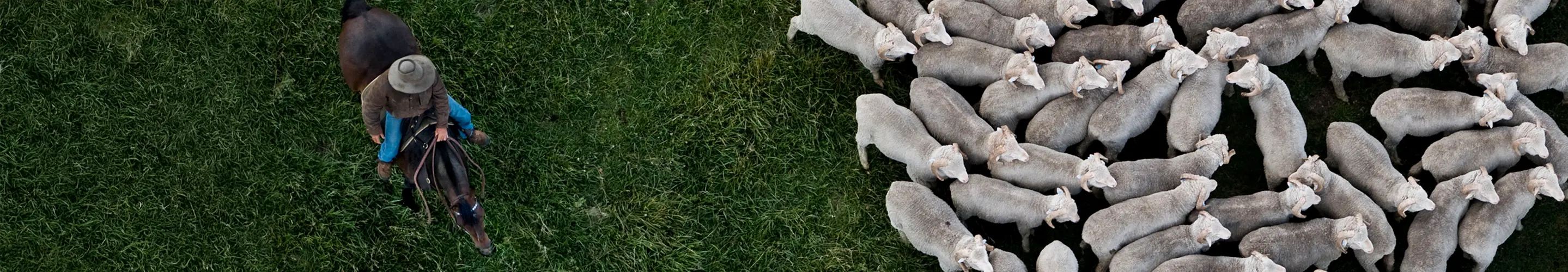 A flock of sheep in a green field.